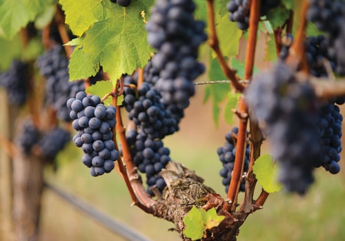 The Perfect Climate for Growing Grapes: A Look at Lane County, Oregon